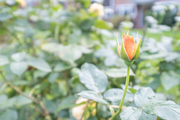 orange rosebud