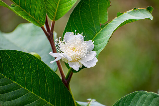 Close up view of guava flower in full bloom. Beautiful white color guava flower with little pretty pistils and green bokeh background. Found during summer trip to mountains of uttarakhand, India. 