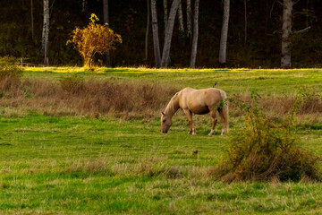 horse grazing in a field