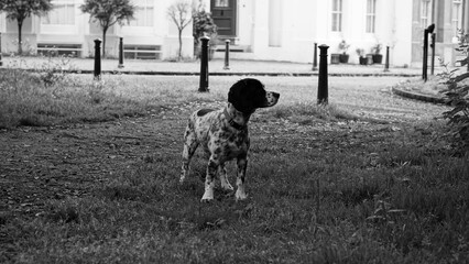 Grayscale of a English Setter (Canis lupus familiaris) puppy looking aside