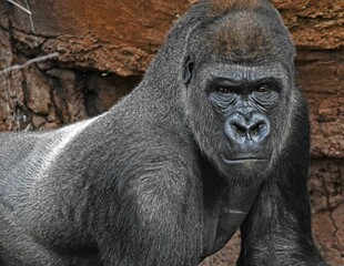 Closeup of a male western lowland gorilla © Ianlane1960/Wirestock Creators