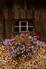 Fototapeta na wymiar Ein Blumenkasten mit blühenden Geranien und Petunien hängt vor einem Fenster einer Berghütte aus Holz und darunter ist Brennholz aufgestapelt.