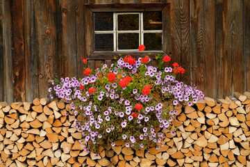 Fototapeta na wymiar Ein Holzhaus mit einem Fenster in den Bergen, davor sind Brennholzscheite aufgesetzt und in einem Blumenkasten am Fenster blühen Geranien und Petunien in voller Pracht. Ein Alpenländisches Bild.