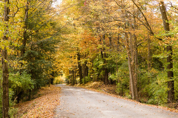Road with Autumn Trees on Either Side, Autumn Road Background
