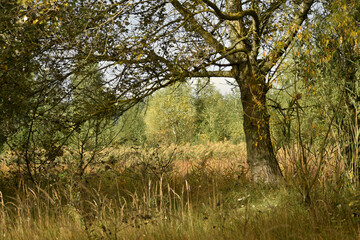 The picture shows an autumn natural landscape, a lonely low tree with a wide crown.