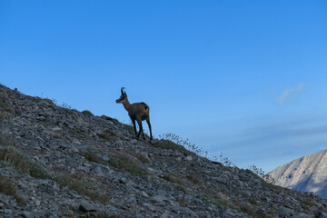 Wild mountain goat (chamois) on Mount Olympus (Mytikas, Skala, Stefani, Skolio) in Mt Olympus National Park, Thessaly, Greece, Europe. Scenic view on mountain ridge with cloudless deep blue background