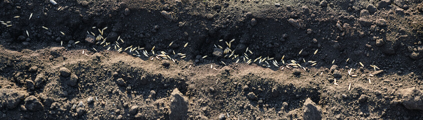 Close-up of winter oats on the ground. Planting winter crops. World hunger concept. Banner