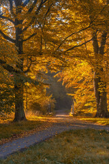 Aleja drzew w jesienny mglisty poranek - obrazy, fototapety, plakaty