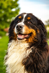Bernese Mountain Dog