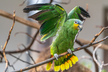 An Amazon parrot on a branch