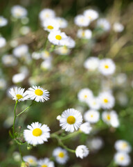 close-up photograph of several daisy flowers