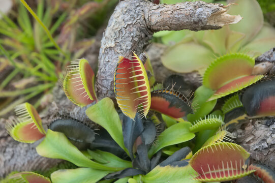 Dionaea muscipula