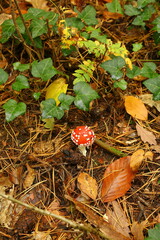 red autumn leaves on the ground