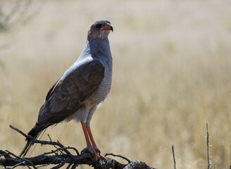 Raptor on a tree