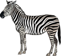 Fototapeta na wymiar A zebra standing on a white background, vector illustration
