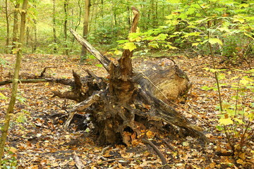 fallen tree trunk