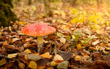 autumn season. amanita muscaria mushroom in autumn forest, natural bright sunny background. harvest...
