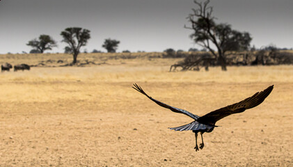 Fototapeta na wymiar Large black bird in flight in desert