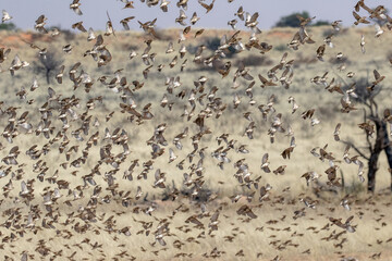 Huge flock of birds in flight with grassland behind