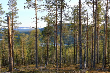woodland in summer in Levi ski resort in Lapland, Finland