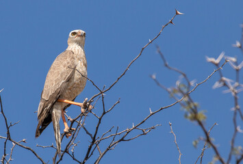 Juvenile snake eagle on a branch