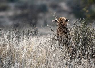 Leopard back view early morning sitting