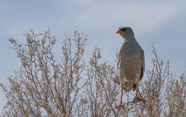 Goshawk bird on a tree top