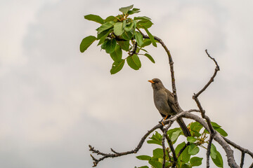 bird on a tree (Glossy-black thrush)