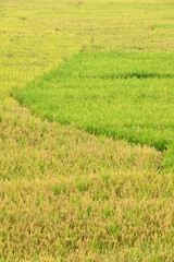 closeup the bunch ripe yellow green paddy plant growing with grain in the farm soft focus natural green brown background.