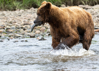 Naklejka na ściany i meble Alaskan brown bear at McNeil River