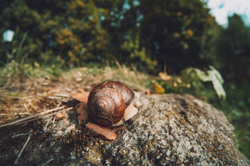 Grape snail on a stone