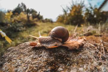 Grape snail on a stone © ivan