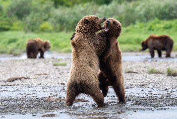 Two juvenile Alaskan brown bears play fighting