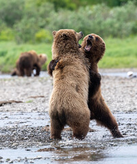Two juvenile Alaskan brown bears play fighting