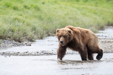 Alaskan brown bear walking through water