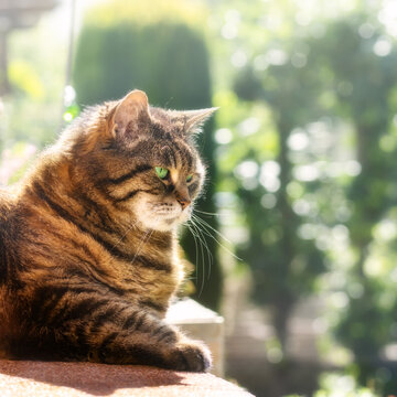Chubby tabby cat sitting in the sunshine and watching her garden