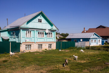 Fototapeta na wymiar Suzdal, Vladimir region, Russia - August, 18, 2022: a street with traditional Russian wooden houses and goats grazing in front of them on the green grass on a sunny summer day