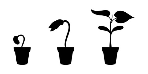 Silhouette growth of young sprout in flower pot. Seed germination stages. Seedling development infographic