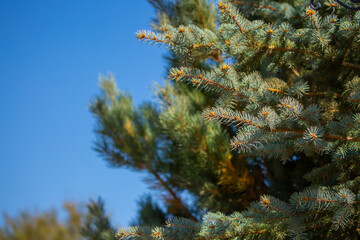 Fir branches close-up. Coniferous trees in the forest. Winter Christmas background. Christmas background, beautiful nature