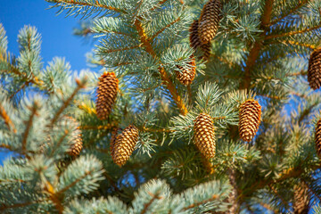 Fir branches close-up. Coniferous trees in the forest. Winter Christmas background. Christmas background, beautiful nature
