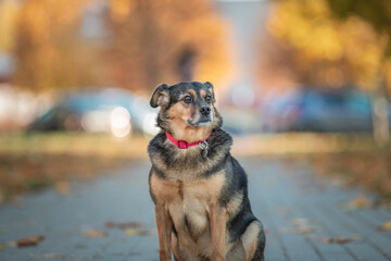 Beautiful domestic mongrel dog for a walk in the autumn park.