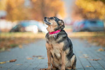 Beautiful domestic mongrel dog for a walk in the autumn park.