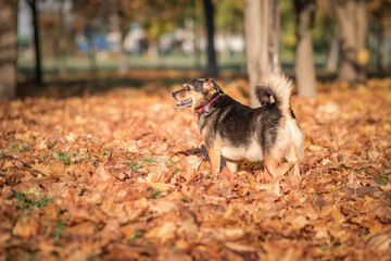 Beautiful domestic mongrel dog for a walk in the autumn park.