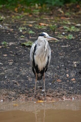 Grey heron