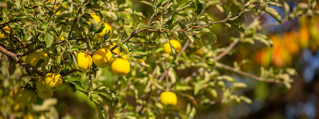 Harvest of apples on a plantation in the garden. Fruit trees with apples. Ripe fruits on the branches of a tree. Gardening in agriculture.
