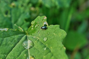 Blatt Wassertropfen Insekt