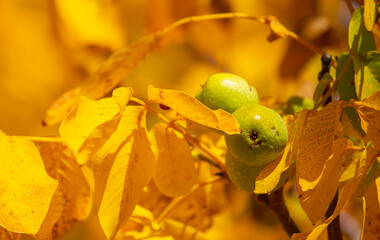Walnuts ripened on the tree. Walnuts growing on a tree, close-up. Harvest nuts in the garden in autumn.