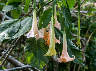 Angel's trumpet flower, Floreana, Galapagos