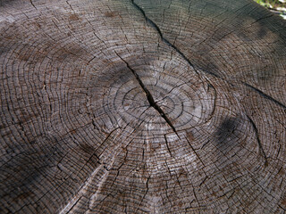 cross section of a tree trunk. wood texture close up. a podium for the presentation of products against the background of natural wood.