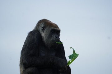 Western lowland gorilla © Colin